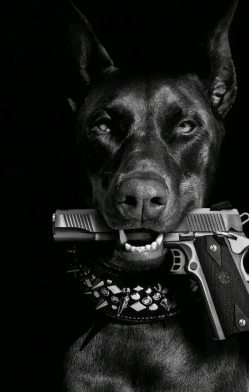 Create meme: doberman, a dog with a gun, Doberman with a gun