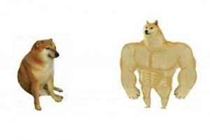 Create meme: Jock the dog and you learn the pattern, doge Jock, doge meme Jock