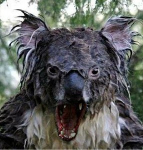 Создать мем: жесть мокрая коала, мокрая коала страшная, мокрая коала оригинал