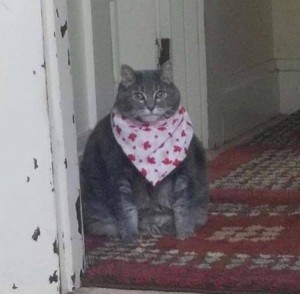 Create meme: cat, fat cat with scarf