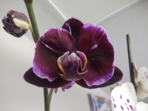 Create meme: Orchid Phalaenopsis big lip, Phalaenopsis minicolor dark, Phalaenopsis dark cherry with white rim orchid phalaenopsis