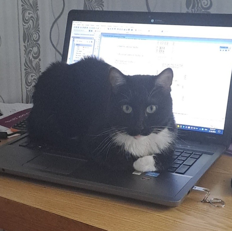 Create meme: a cat with a computer, cat, The cat on the laptop