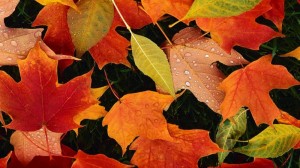 Create meme: autumn, autumn, leaves