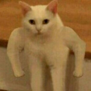 Create meme: meme Polyot, cat Jock meme, the cat with hands meme