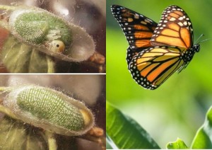 Create meme: butterfly, monarch butterfly