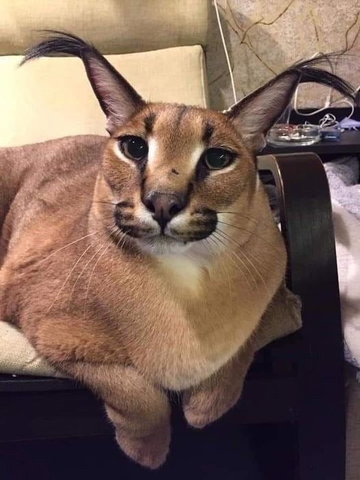 Create meme: caracal floppy, caracal slap, the cat caracal