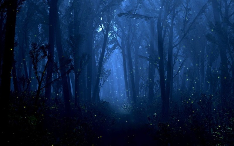 Create meme: night forest , Forest night, background of the night forest