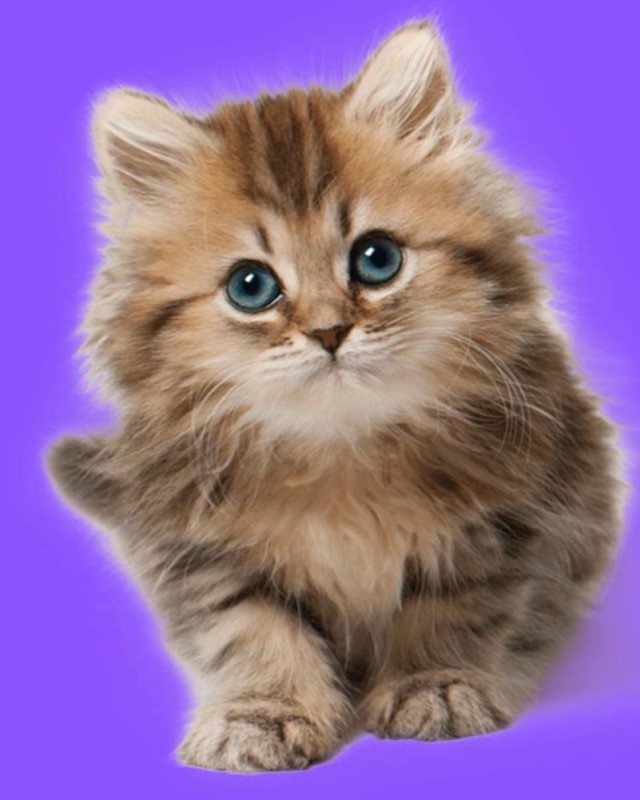 Create meme: kittens, Scottish Highland Straight, siberian cat