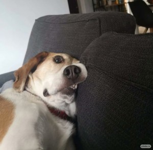 Create meme: Beagle puppy, dog breed Beagle, breed Beagle