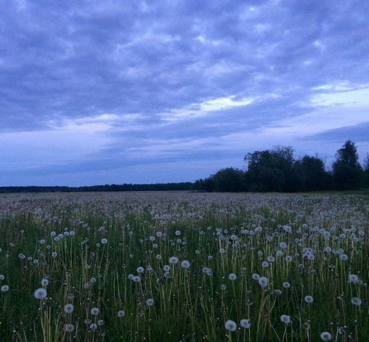 Create meme: dandelion field genshin, field of white dandelions, dandelion field