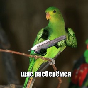 Create meme: watch necklace parrots, a parrot with a gun, parrot