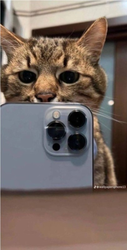 Create meme: cat , the cat behind the phone, funny cats 