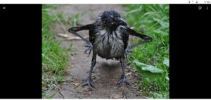Create meme: so, blet, nestling crows