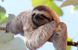 Create meme: unusual animals, animal sloth, sloth