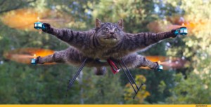 Create meme: drone, cat drone, the cat in