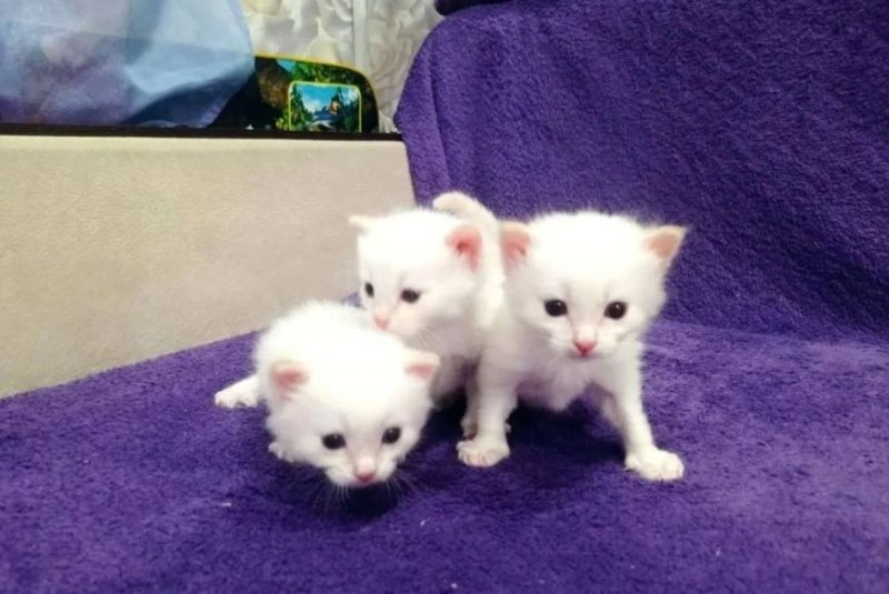 Create meme: Turkish Angora cat, white kitten , cat kitten