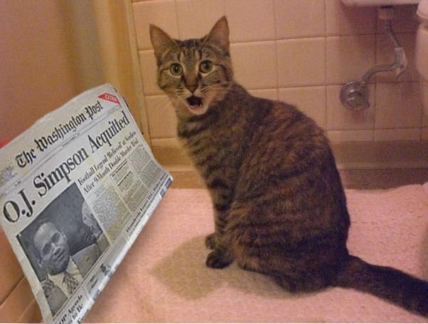 newspaper cat meme