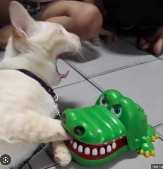 Create meme: A toy crocodile bites a cat, the cat was bitten by a toy crocodile, the cat was bitten by a crocodile