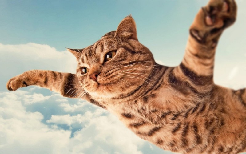 Create meme: cat , cat , flying cat 