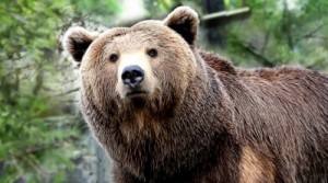 Create meme: bear, brown bear, bear animal