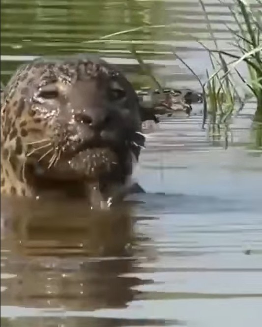 Create meme: jaguar in the water, jaguar , brazilian otter and jaguar