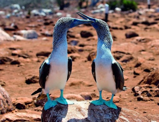 Create meme: The blue booby, the booby bird, blue footed booby