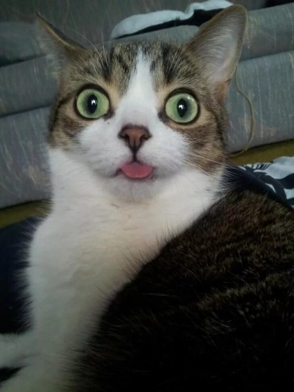 Create meme: cats are funny, surprised cats, the cat is surprised