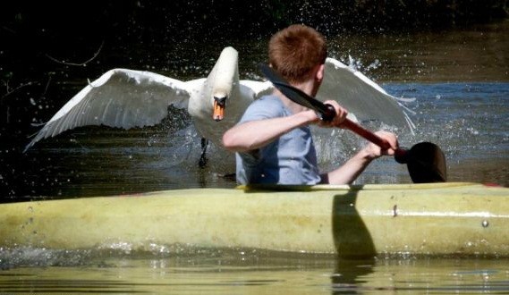 Create meme: a swan attacked a man, funny swan, the swan attacks