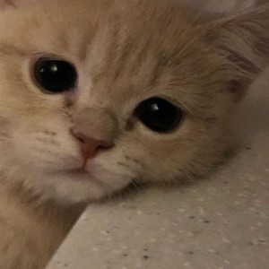 Создать мем: котик мем, кошка грустная, печальный кот