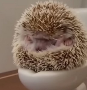 Create meme: hedgehog in the sink