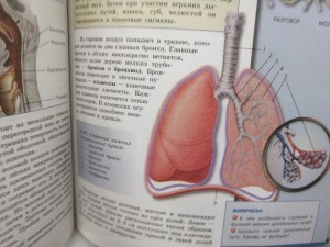 Create meme: biology grade 8 respiratory system, bronchi and lungs 4 grade, the trachea and bronchi