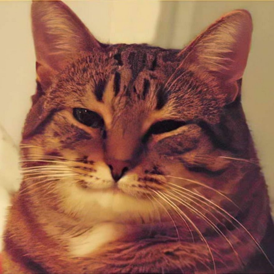 Create meme: a meme about a cat, The cat meme, smiling cat meme