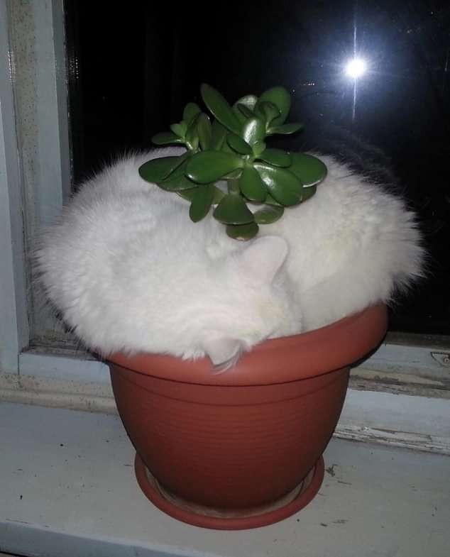 Create meme: the potted cat, cats in flower pots, funny homemade plants