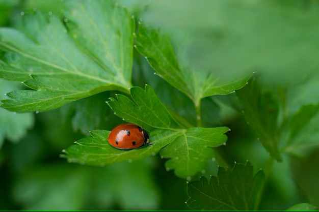 Create meme: ladybugs, ladybug on a leaf, ladybug background
