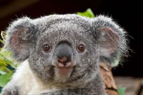 Create meme: surprised Koala , baby koala, koala 