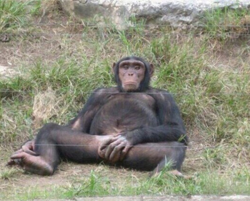 Создать мем: самка шимпанзе, бонобо самец, шимпанзе самец