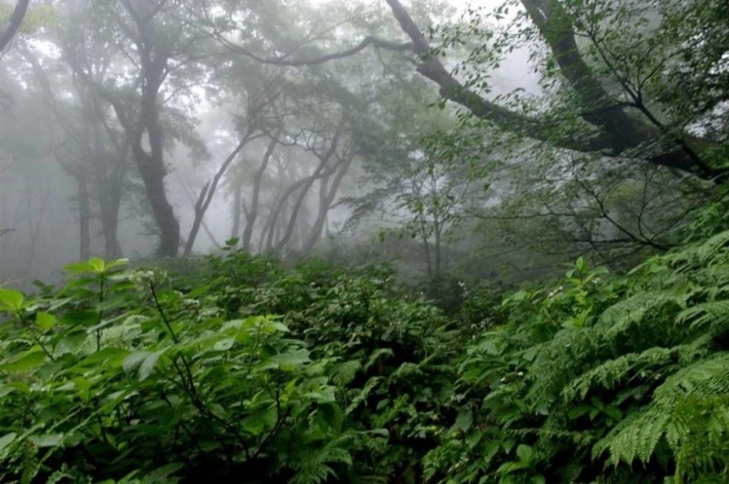 Create meme: forest , fog forest, forests of India