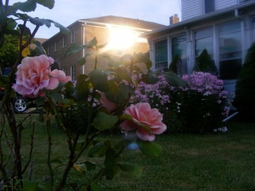 Create meme: A rose in the sun, Roses and the sun, roses in the sunlight