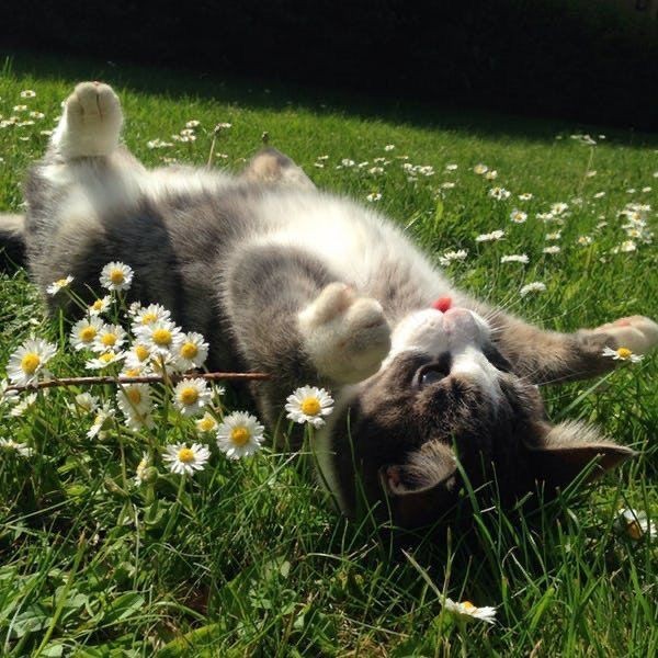 Create meme: The cat in daisies, adorable kittens, baby animals