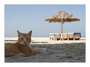 Create meme: cat on the beach photo, beach, cat of the sea pictures