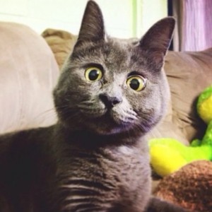 Create meme: Cat, cat, the Chartreux cat