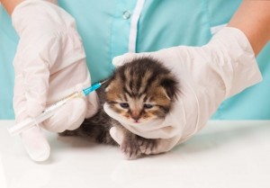 Create meme: little kitten, animal hospital, vaccination