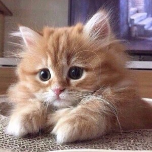 Create meme: cute red kitten, kitten redhead, fluffy kittens