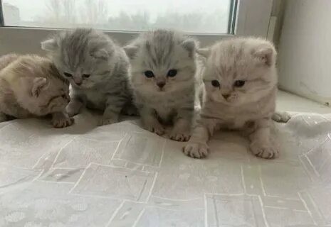 Create meme: The British kitten, Scottish fold cat, the Scottish kitten