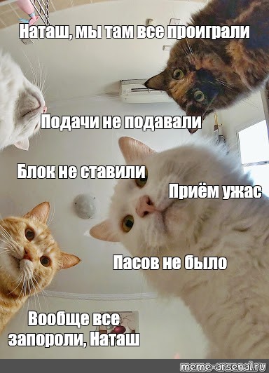 Наташа Ты Спишь Коты Картинки