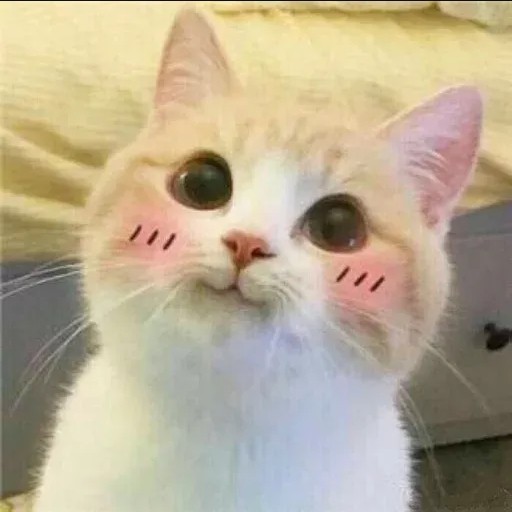Create meme: a cat with pink cheeks, the cat with pink cheeks, cute cats funny