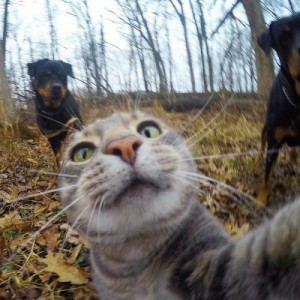 Create meme: selfie, kucing, cat