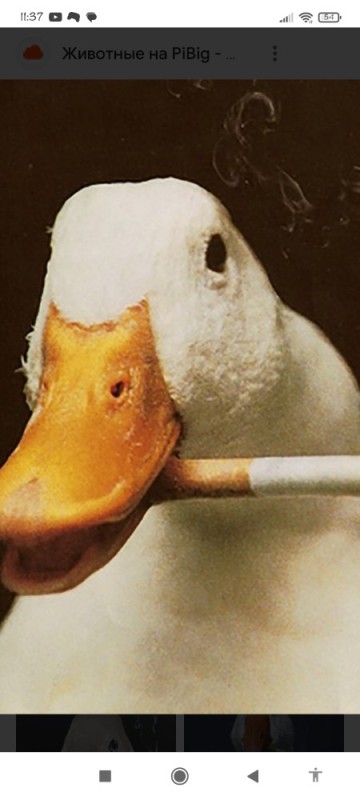 Create meme: goose with a cigar, goose with a pipe, goose 