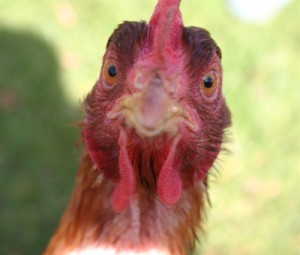 Create meme: chicken, surprised chicken