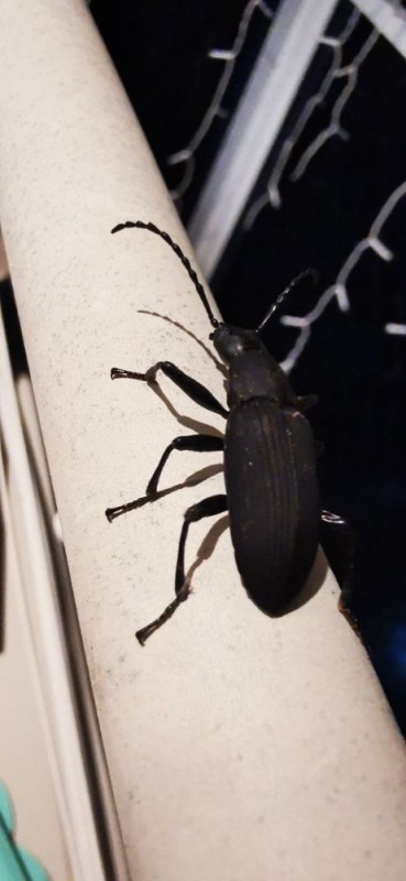 Create meme: beetle , the barbel beetle, black beetle